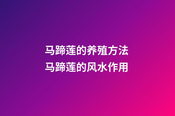 马蹄莲的养殖方法 马蹄莲的风水作用